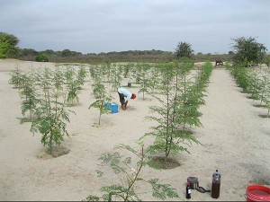 Plantación-de-Moringa-plan-verde